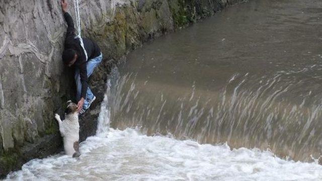 Dereye Düşen Köpeği Beline Ip Bağlanan Genç Kurtardı