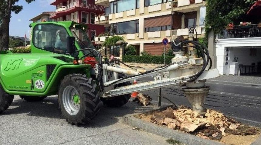 İbb&rsquo;den &ldquo;emirgan&rsquo;da &Ccedil;&uuml;r&uuml;yen Ağa&ccedil;&rdquo; A&ccedil;ıklaması