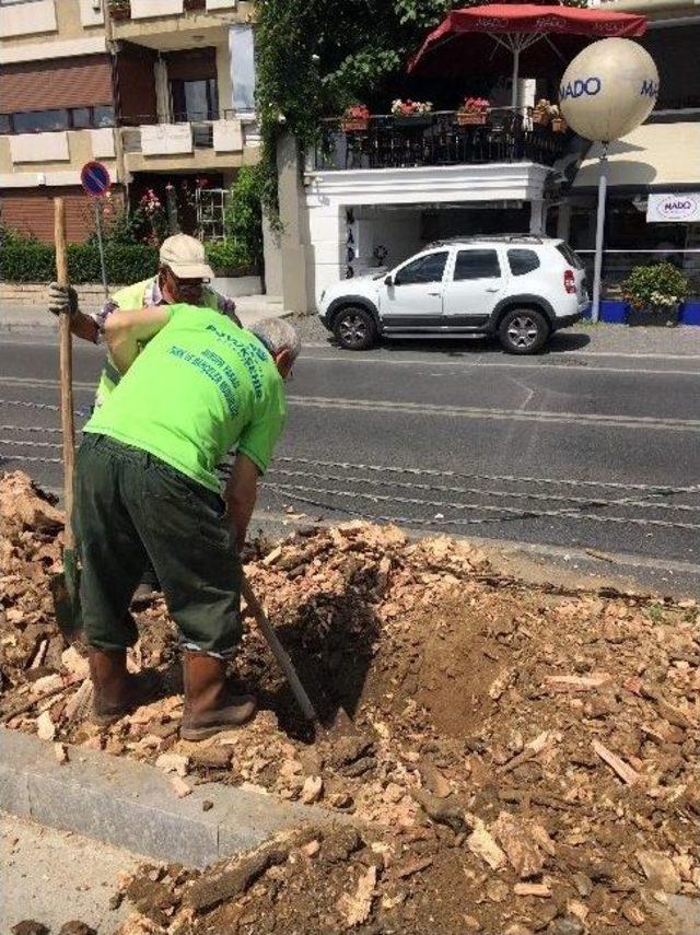 İbb’den “emirgan’da Çürüyen Ağaç” Açıklaması