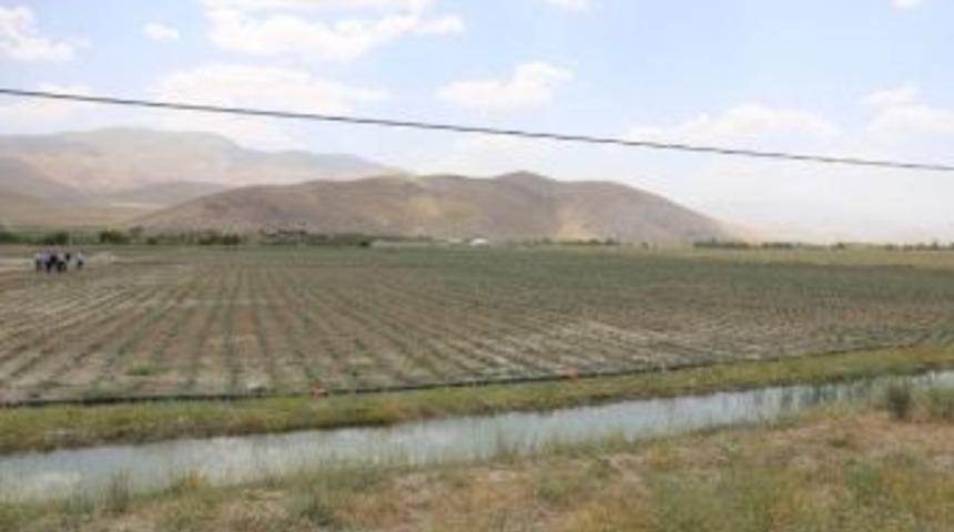 G&uuml;rpınar Belediyesi&rsquo;nden Seracılık Projesi