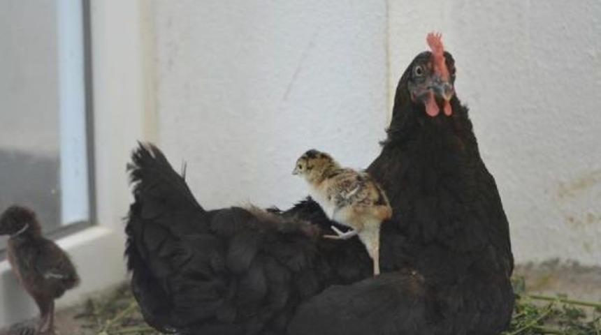 S&uuml;l&uuml;n Ve Kekliklere Hayatta Kalmayı Tavuklar &Ouml;ğretiyor