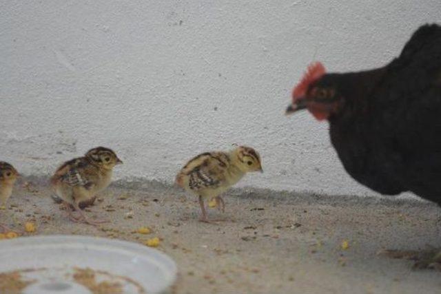 Sülün Ve Kekliklere Hayatta Kalmayı Tavuklar Öğretiyor