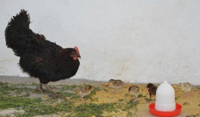 Sülün Ve Kekliklere Hayatta Kalmayı Tavuklar Öğretiyor