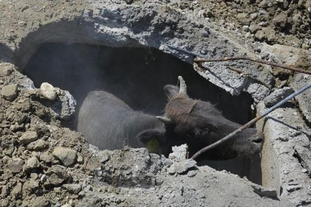 İnek Kurtarma Operasyonu