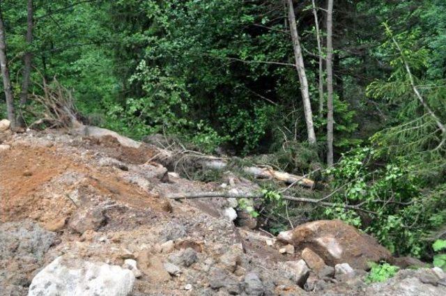 Yeşil Yol'da Ağaç Katliamı