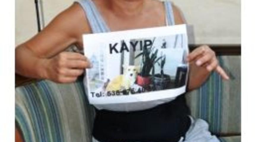 Her Yerde Kayıp K&ouml;peğini Arıyor