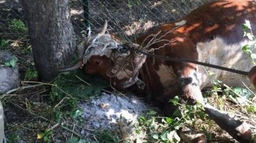 Foseptik &Ccedil;ukuruna D&uuml;şen İneği İtfaiye &Ccedil;ıkardı