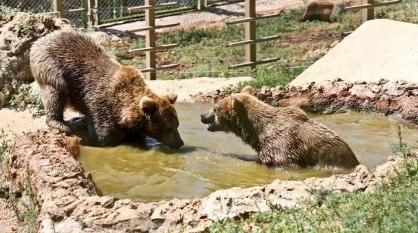 Sıcaktan Bunalan Hayvanlara Buzlu Meyve Servisi