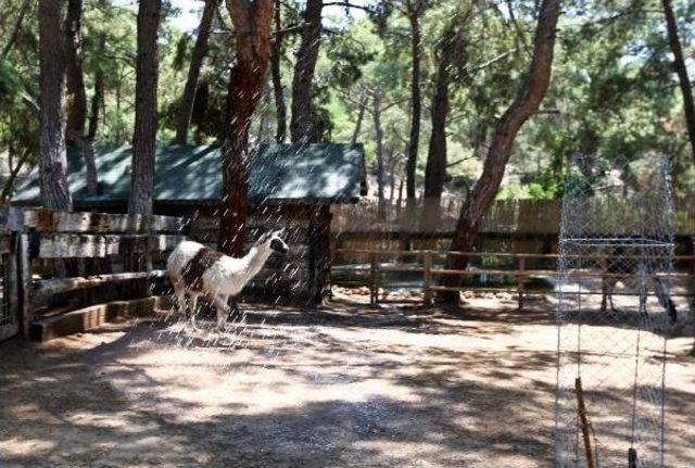 Sıcaktan Bunalan Hayvanlara Buzlu Meyve Servisi