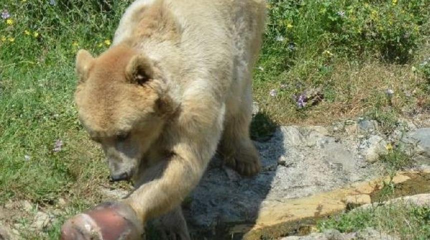 Yaz Sıcağından Bunalan Hayvanlara Buzlu M&ouml;n&uuml;