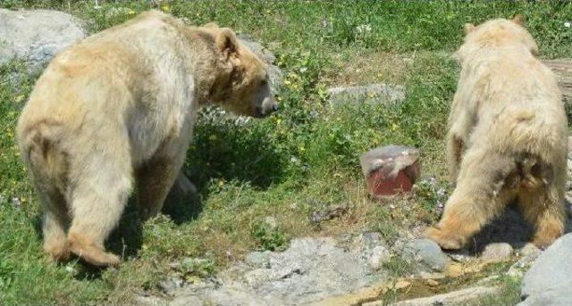 Yaz Sıcağından Bunalan Hayvanlara Buzlu Mönü