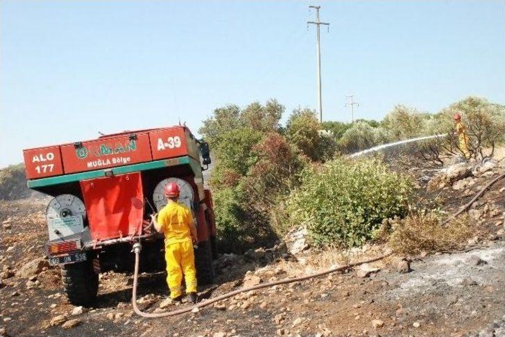 Didim’deki Yangında Zeytin Ağaçları İle Üzüm Bahçesi Zarar Gördü G1