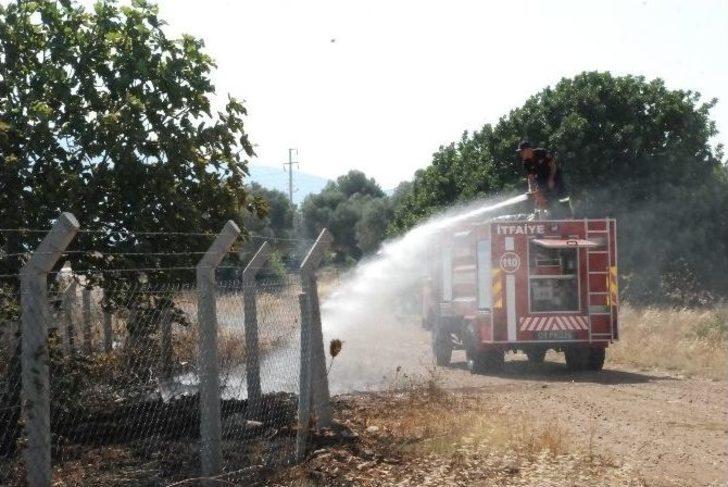 Didim’deki Yangında Zeytin Ağaçları İle Üzüm Bahçesi Zarar Gördü G2