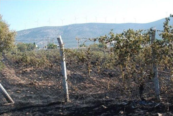 Didim’deki Yangında Zeytin Ağaçları İle Üzüm Bahçesi Zarar Gördü G3