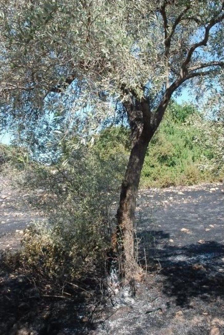 Didim’deki Yangında Zeytin Ağaçları İle Üzüm Bahçesi Zarar Gördü G5