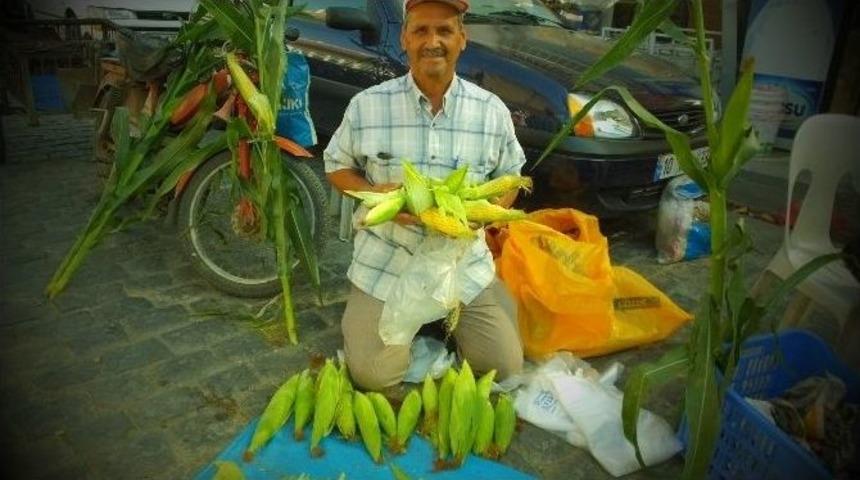 Burhaniye&rsquo;de Taze S&uuml;t Mısır İlgi G&ouml;rd&uuml;