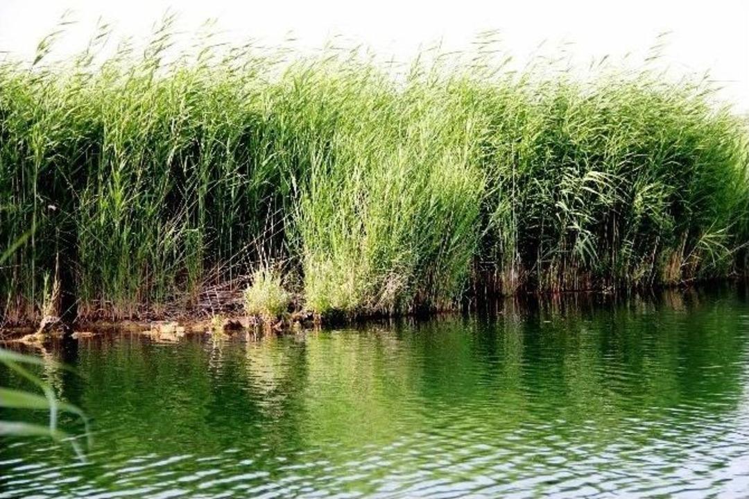 (&ouml;zel Haber) Iğdır&rsquo;ın Saklı G&uuml;zelliği Karasu G&ouml;renleri B&uuml;y&uuml;l&uuml;yor