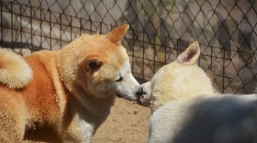 Askeri Kamp Gibi K&ouml;pek Akademisi