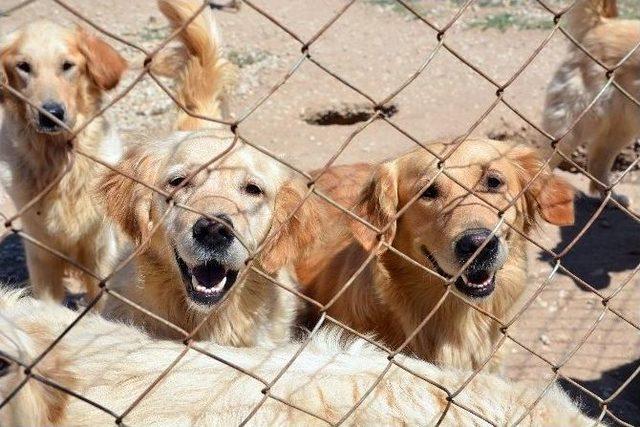 Askeri Kamp Gibi Köpek Akademisi