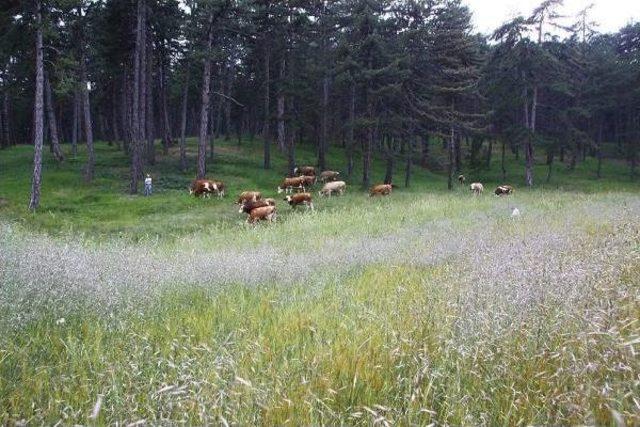 İnekler Otluyor, Ormanda Yangın Riski Azalıyor