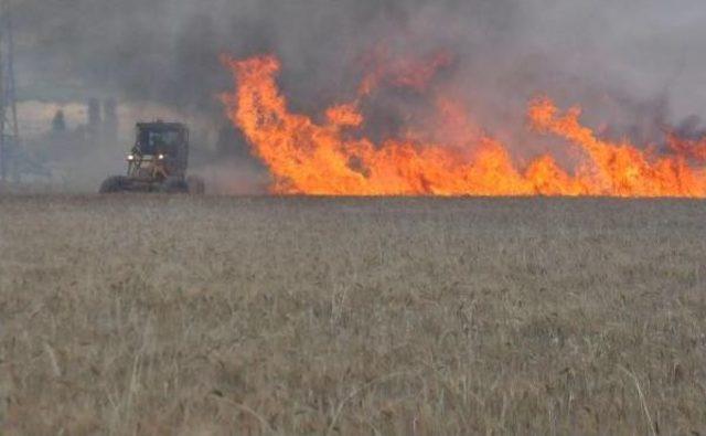 50 Hektarlık Buğday Tarlası Yandı