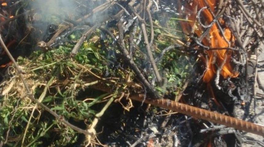 Osmaneli&rsquo;de 700 K&ouml;k Hint Keneviri Ele Ge&ccedil;irildi