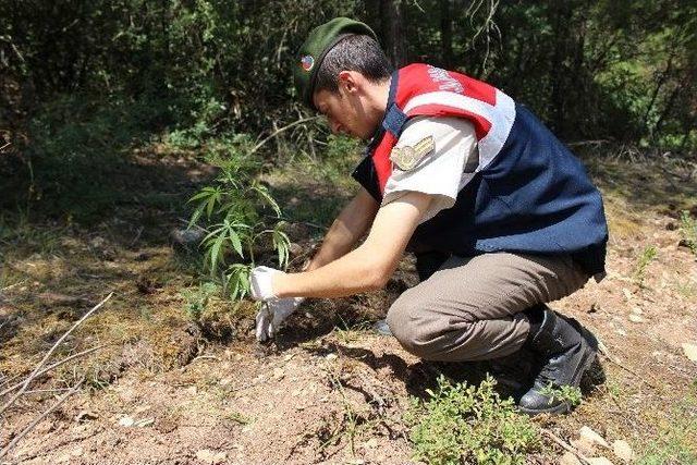 Osmaneli’de 700 Kök Hint Keneviri Ele Geçirildi