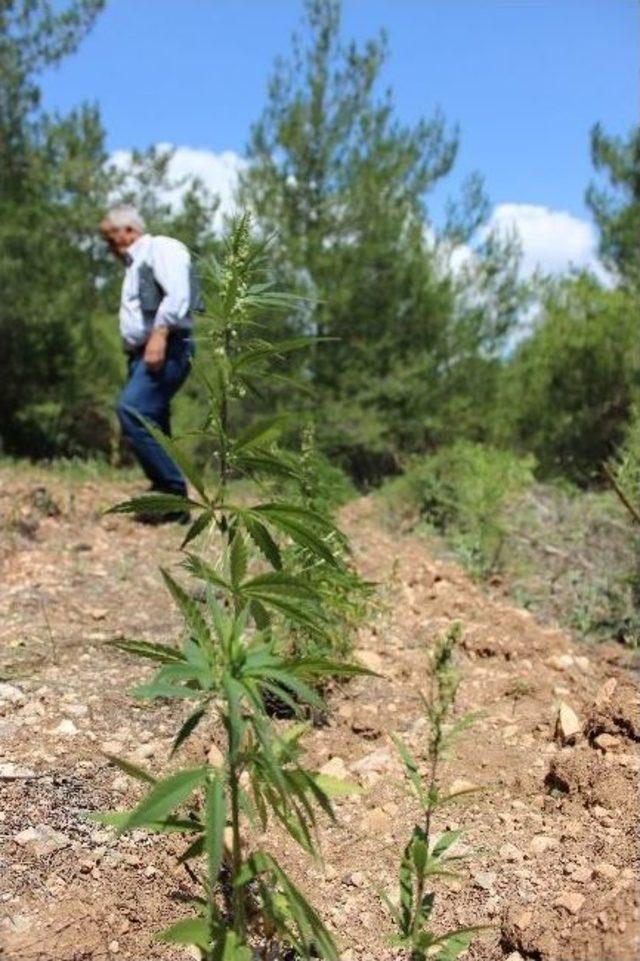 Osmaneli’de 700 Kök Hint Keneviri Ele Geçirildi