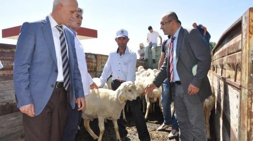Yozgat&rsquo;ta Besicilere Damızlık Ko&ccedil; Dağıtımı Yapıldı