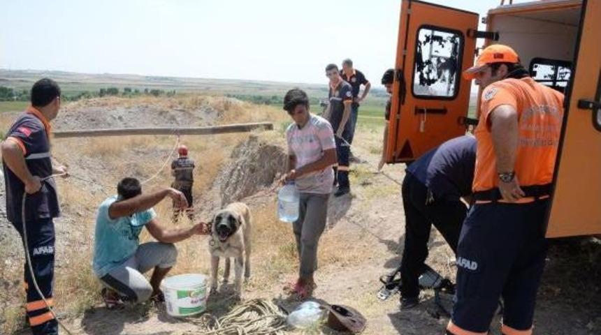 Diyarbakır'da 30 Metre Derinliğinde Kuyuya D&uuml;şen K&ouml;peği Afad Kurtardı