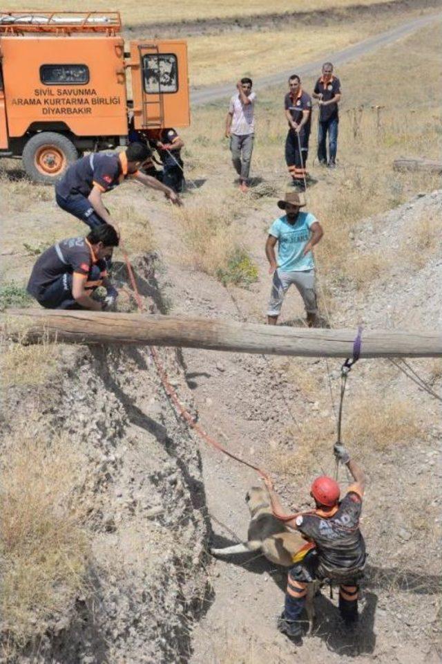 Diyarbakır'da 30 Metre Derinliğinde Kuyuya Düşen Köpeği Afad Kurtardı