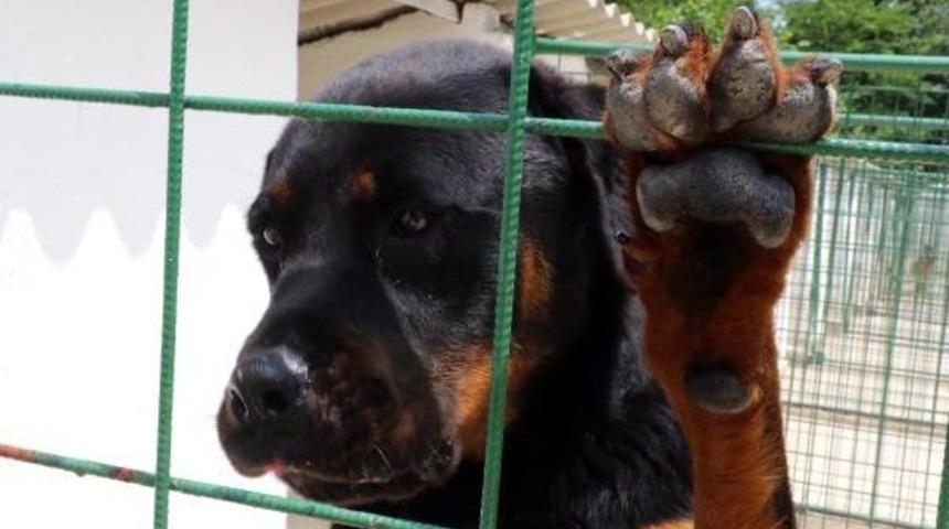 Tatilciler K&ouml;peklerine Otel Hizmeti