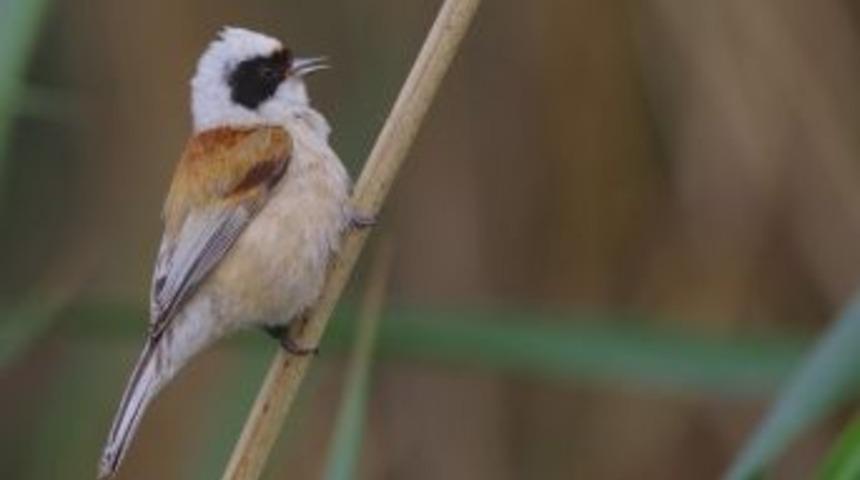 &Ccedil;ulha Kuşunun Hayatı Trt Belgesel&rsquo;de Yayınlanacak
