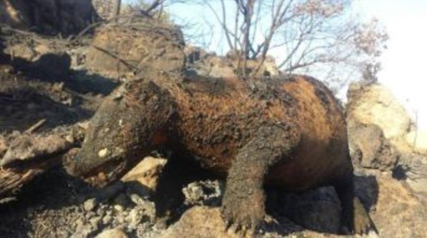 Yangında &Ccedil;ok Sayıda Canlı Telef Oldu