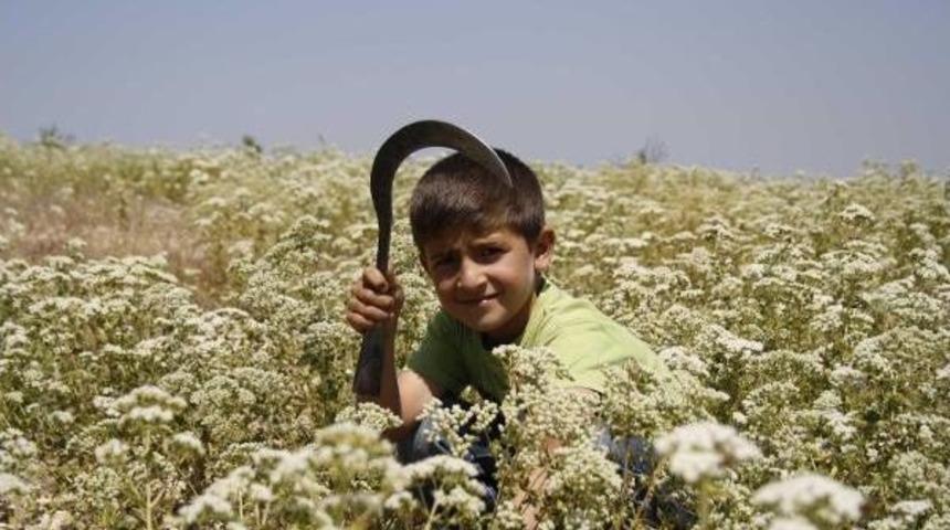 Kıra&ccedil; Topraklarda Kekik Hasadı Başladı