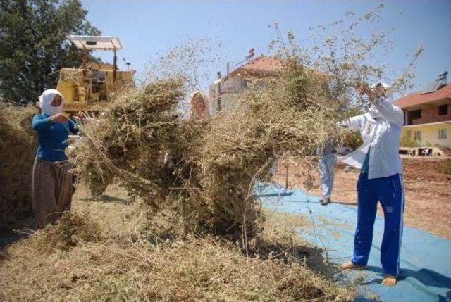 Kıraç Topraklarda Kekik Hasadı Başladı