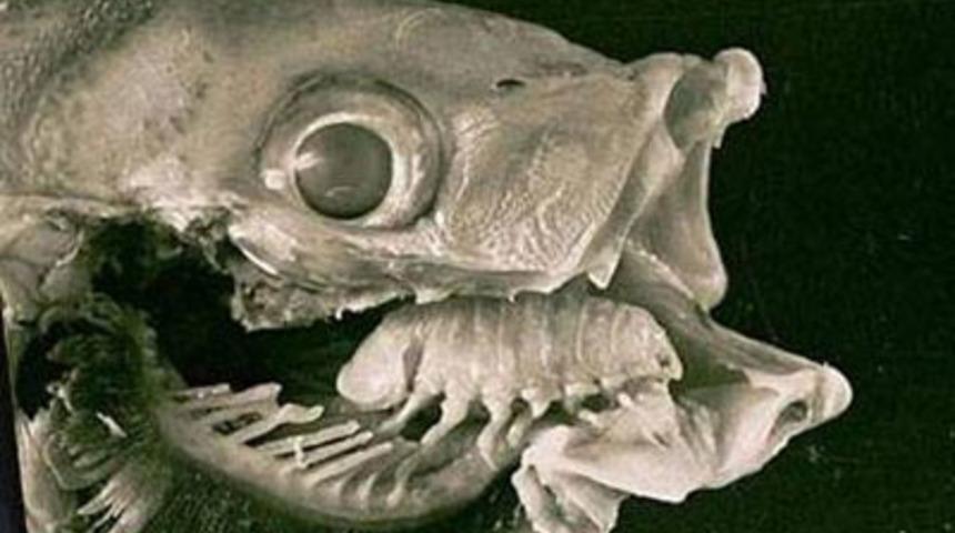 D&uuml;nyanın en garip canlıları