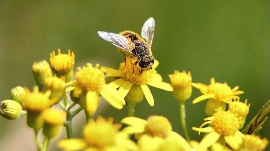 Orman Ve Su İşleri Bakanlığı&rsquo;ndan İzmir&rsquo;de Arı Safari Uygulaması