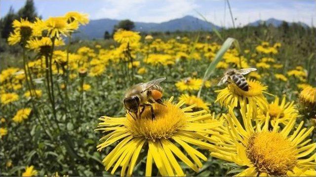 İzmir’de Arı Safari Uygulaması