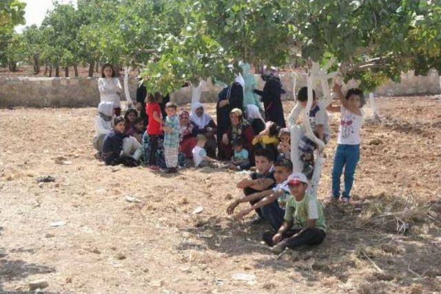 Şanlıurfa’Da Otomobil Devrildi: 4 Yaralı