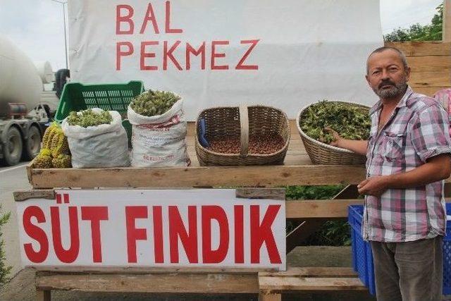 Giresun’da Yeni Mahsul Fındık Pazara İndi