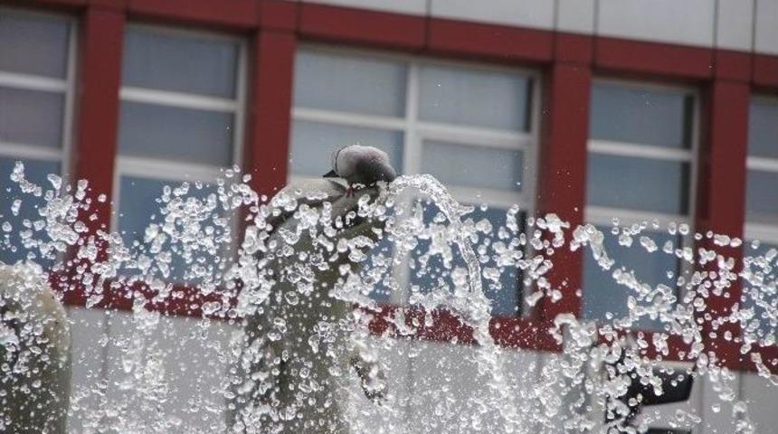 Sıcak Hava Hayvanları Olumsuz Etkiliyor