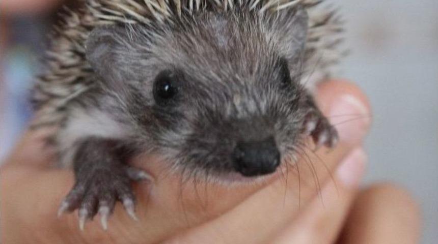 (özel Haber) Annelerinin Terk Ettiği Kirpilere İmam Sahip Çıktı