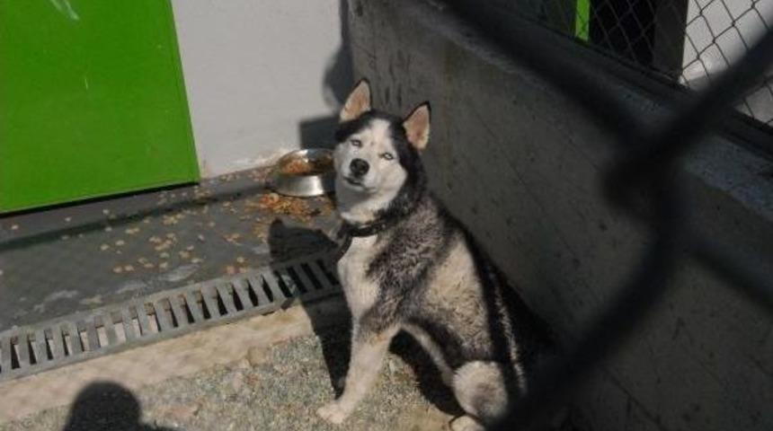 Sakin Şehrin Sokak Hayvanlarına 5 Yıldızlı Bakım