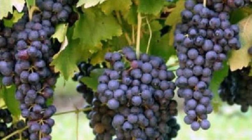 T&uuml;rkiye, 2.3 Milyar Dolarlık Sebze Ve Meyve Ihra&ccedil; Etti