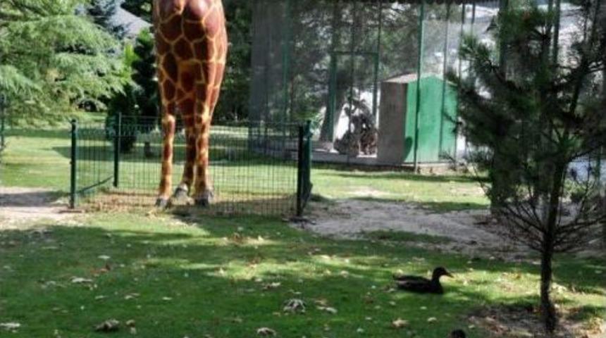 Fabrika I&ccedil;inde Dev Hayvanat Bah&ccedil;esi