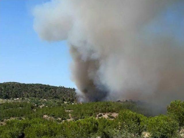 Kırkağaç'ta Orman Yangını