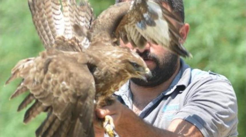 Kanadı Kırık Şahin Tedavi Altına Alındı