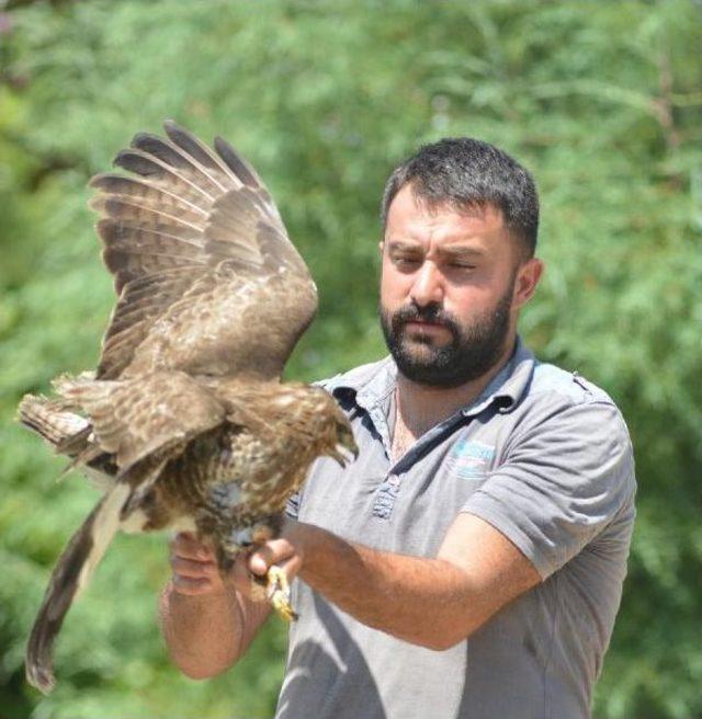 Kanadı Kırık Şahin Tedavi Altına Alındı