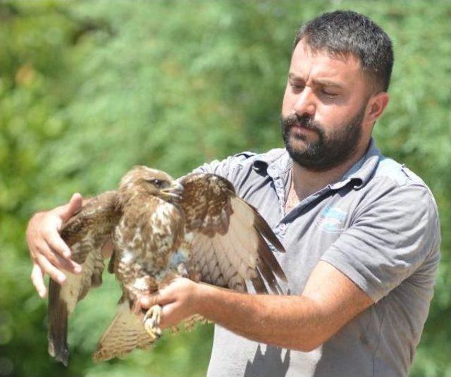 Kanadı Kırık Şahin Tedavi Altına Alındı